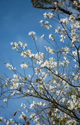 0107.  ngày tìm tự do