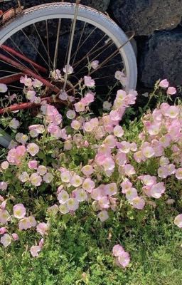 [12 Chòm Sao] Gia đình