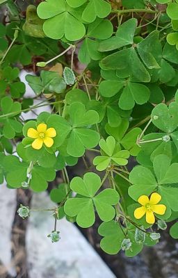 《 12 chòm sao_ Thiên Bình》 TÌNH YÊU CÁN CÂN