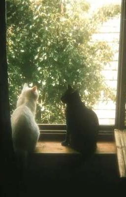 ✄12cs-Cách yêu♡.