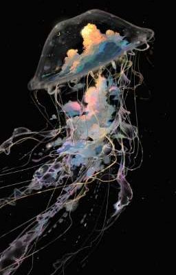 [2huang] trôi theo gió