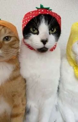 3 ĐÔI MÌNH