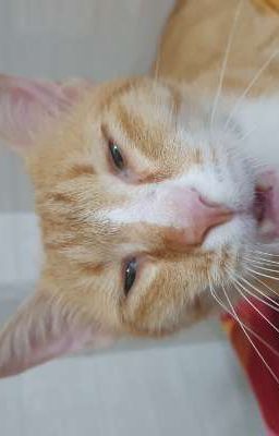 [4P](PhaiDei) Ἄστρον Νυκτός