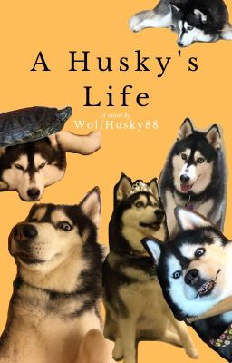 A Husky's Life