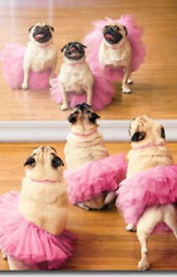 a LOT of pugs