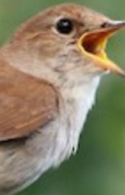 A Nightingales Call