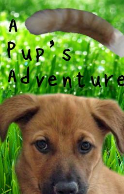 A Pup's Adventure