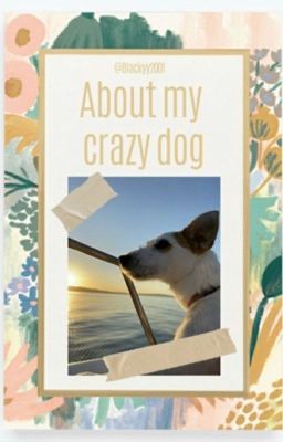 About my crazy Dog 