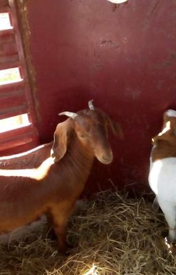 About show goats