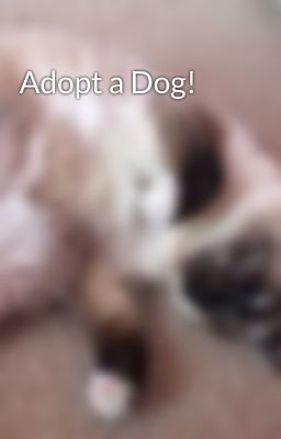 Adopt a Dog! 