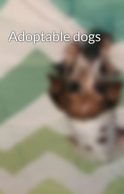 Adoptable dogs