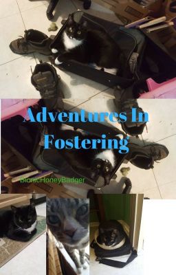 Adventures In Fostering