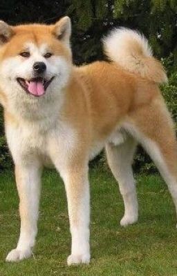 Akita