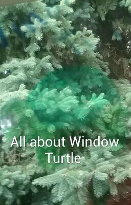 All about Window Turtle 