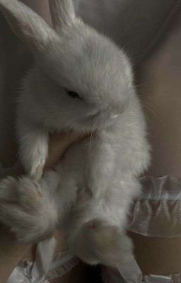 AllDoran - Mập Mờ