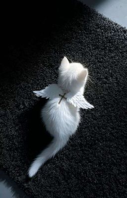 [ Allnut ] Thích Em