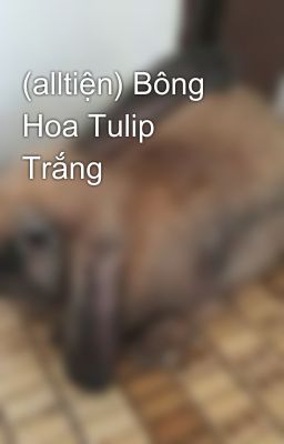 (alltiện) Bông Hoa Tulip Trắng