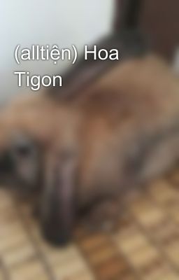 (alltiện) Hoa Tigon