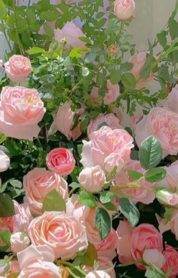 [Allvietnam] Kết Thúc Là Tốt Nhất