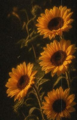 [Amerus] Sunflower