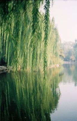 Among The Weeping Willows - Original RP (Reopened) 