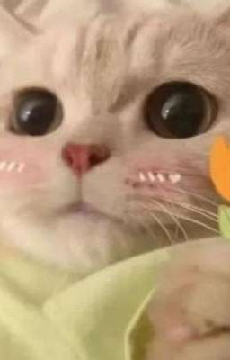 Ăn J 