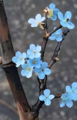 Ấn Ký Đen