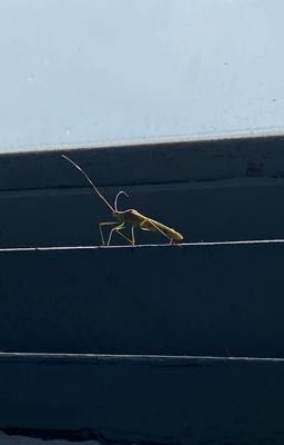 Ánh Trăng Lừa Dối