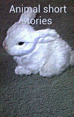 Animal Short Stories 