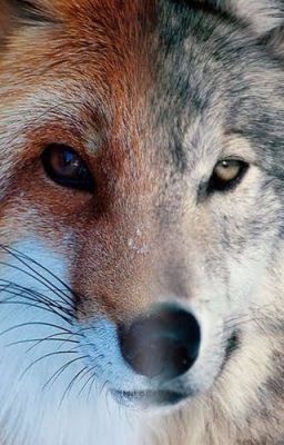 As Swift as a Fox, as Red as a Wolf. {|| Therian Journal! ||}