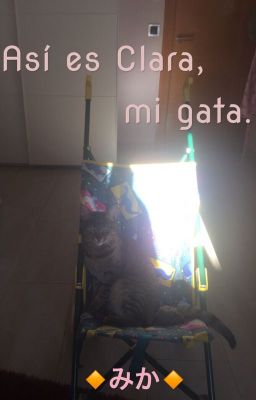 Así es Clara, mi gata 