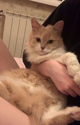 | atsh/ drop| Chung Cư Có Bé Già