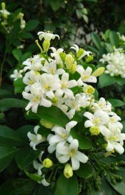 atsh2 | làm công ăn đấm