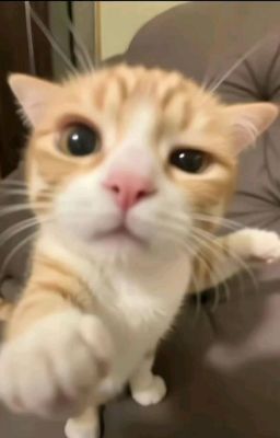 [ATSH2] PHÓNG ZÌN ZÌN ⌒☆