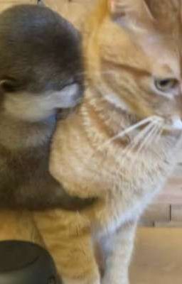 bách hợp thuần Việt (18+++)