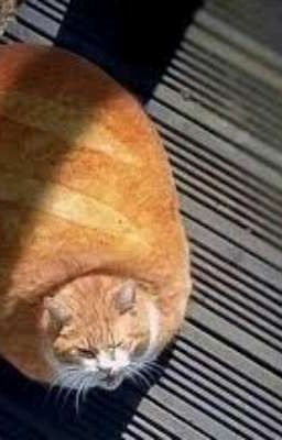 Baguette x Cat