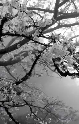 Banginho | Cúc dại trong mưa