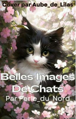 Belles Images De Chats