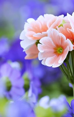 [BHTT] - Mang theo linh tuyền hồi thôn loại dược