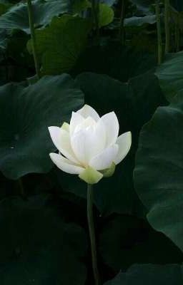 BigThái| Ngỡ