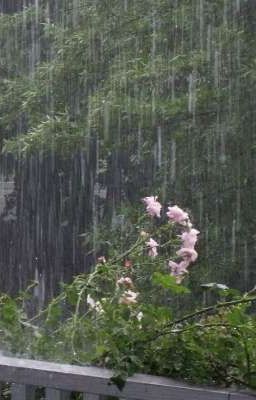 Bình minh sau cơn mưa