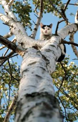 Birch Colony