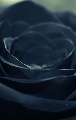 Black Rose