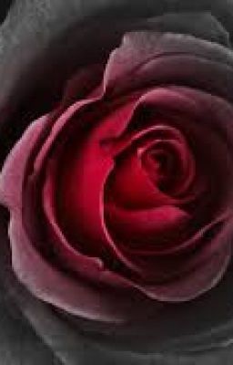 Black Rose...Red