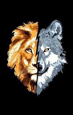 Black wolf and the gold lion