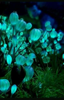 Bloom