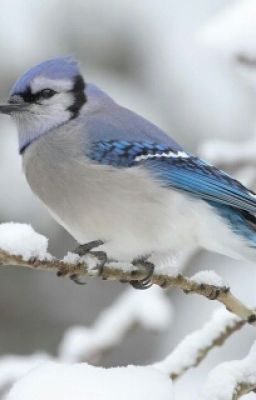 Blue Jay
