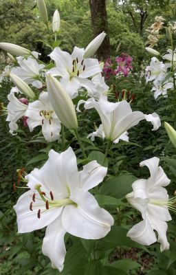 【Blue Lock : Michael Kaiser】❝ bách hợp trắng ❞