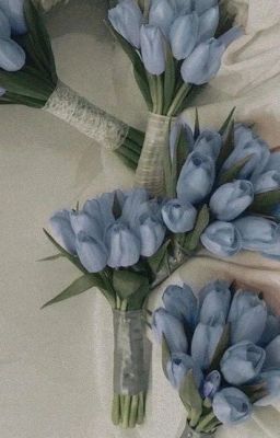 Blue tulips
