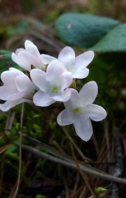 Blume des Waldes